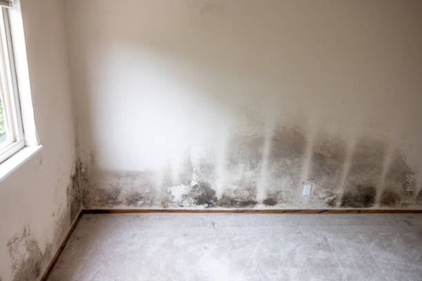 Reliable West Hazleton, PA Mold Inspection, Removal & Remediation Solutions