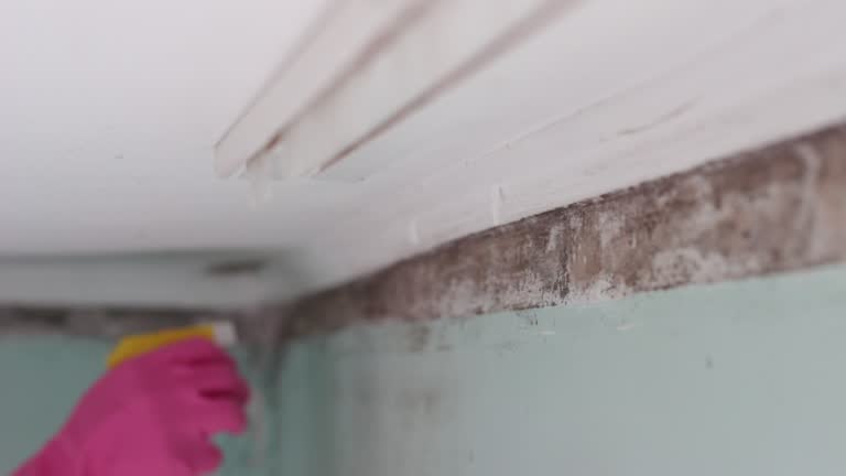 Environmental Consulting for Mold Prevention in West Hazleton, PA